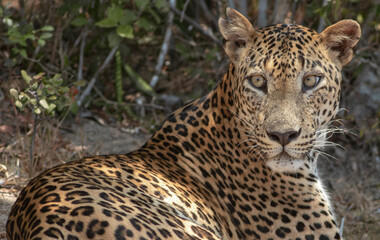 Fototapeta na wymiar close up of leopard; Big male leopard stare; Sunshine on leopard face; sun on leopard; leopard in the sun; leopard in sunlight