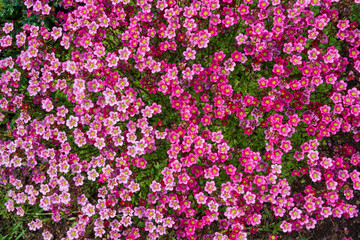 A carpet of many small purple garden flowers. Ornamental plant for the garden. Blooming moss. Background. Texture.