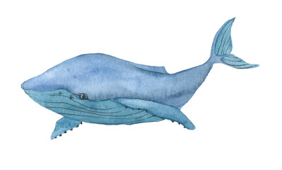 Watercolor blue Whale. Hand drawn illustration of big underwater mammal Animal. Isolated object on white background. Marine and ocean fauna