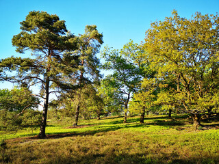 Landschaft in der Lüneburger Heide im Frühling