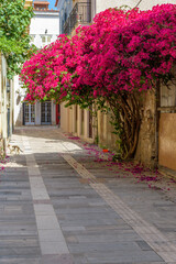 Scenic view of cobbled street, facades of shops and a full blooming bougainvillea in the  old town of Nafplio Argolis Greece.