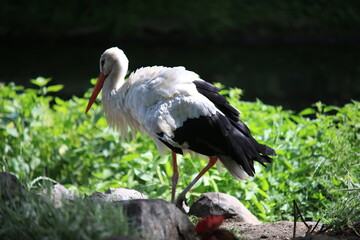 White stork near a pond on stones in search of food