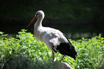 White stork near a pond on stones in search of food
