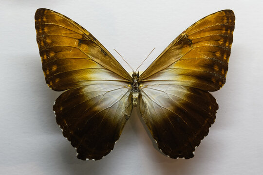 Beautiful large bright butterfly Morpho hecuba yellow-brown isolated on a white background. The idea of the design concept with copy space to add text, Animals, insects.