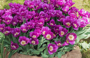 A huge bouquet of lilac tulips in a spring garden