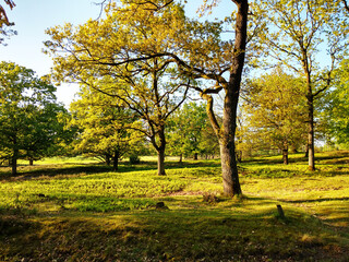 Fototapeta premium Lüneburger Heide Bäume am Wanderweg