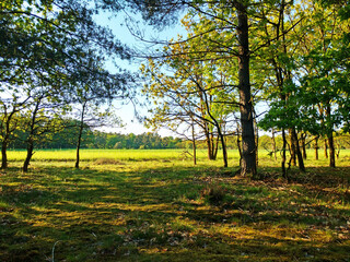 Fototapeta na wymiar Lüneburger Heide Bäume und Feld