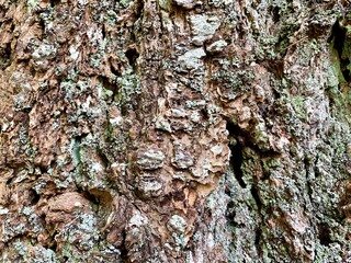 Close up wood bark texture background