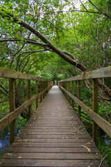 Wood bridge walkway in a wild forest. Trees over the platform. Vertical