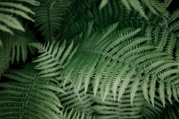 Abstract tropical background. Beautiful natural background of fern leaves.