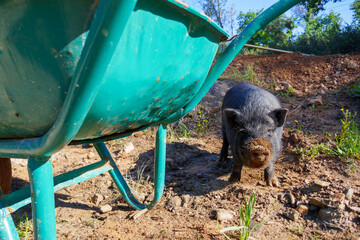 Black pig with snout covered in dirt next to green wheelbarrow in a farm.