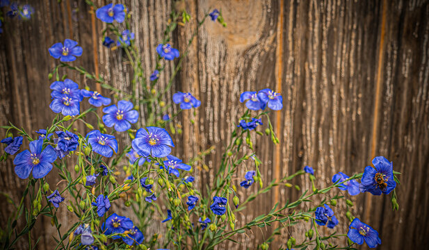 Blue flax by the boardwalk and a bee