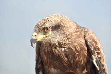 Eagle 