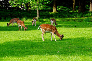 Hannover Tiergarten