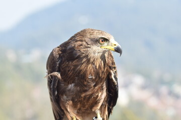 Eagle 