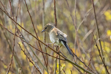 Bird perching on a Tree