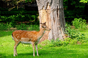 Hannover Tiergarten
