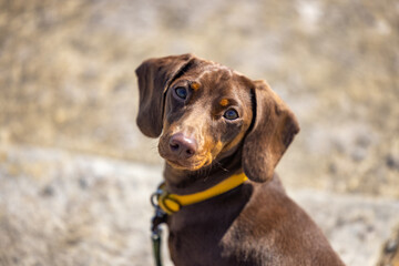 Miniature Dachshund looking at the camera