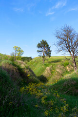 Obraz premium Green slopes in spring near Vasylkiv, Ukraine