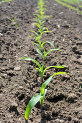 Young corn grows on the farmer's field.
