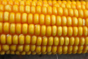 Corn cob close up
