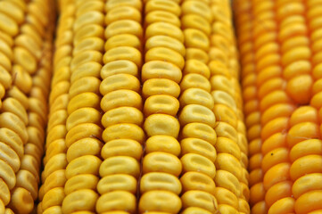 Corn cob close up