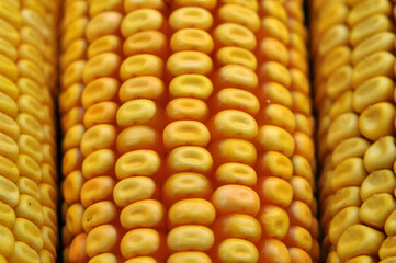 Corn cob close up