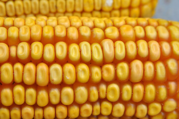 Corn cob close up