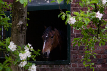 Brown horse looking out of a stable