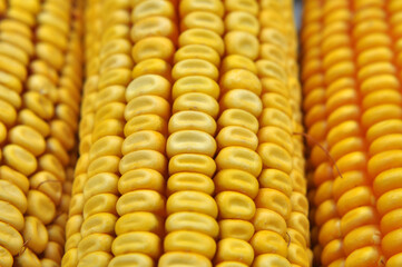 Corn cob close up