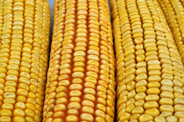Corn cob close up