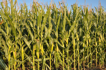Corn grows in the field
