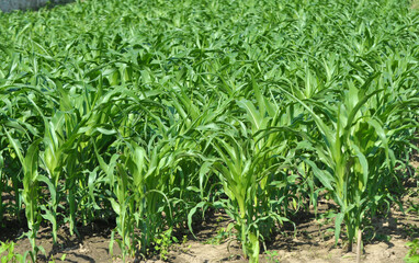 Fototapeta na wymiar Corn grows in the field