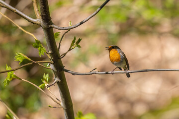 Robin standing on a Tree