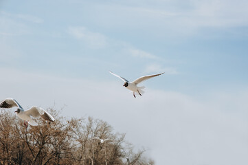 A flock of beautiful white large seagulls flies, soars in the blue sky against the background of clouds and trees.