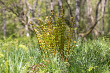 Fern in the forest, Yorkshire