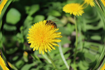 Honey bee on dandelion