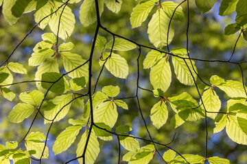 Close up of green Leaves