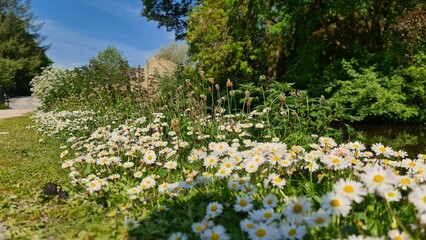 Daisy next to the canal