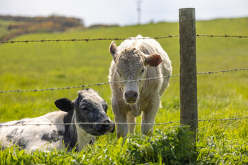 Obraz premium Couple of Cows resting in Yorkshire