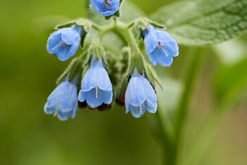 Comfrey inflorescence of small blue bells on a blurred green background. Macro photography. Copy...
