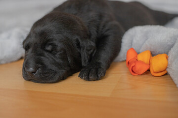 black labrador puppy and bones toys 
