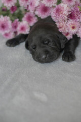 black labrador puppy and flowers	