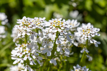 White Flowers in the Spring