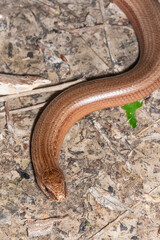 The slow worm (Anguis fragilis). An adult slow worm from Serbian nature reserve.