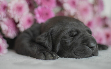 black labrador puppy and bones toys 