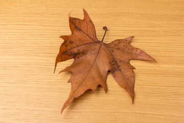 Autumn leaf close-up on wooden background. rich color background