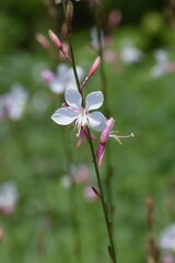 Bee blossom（Gaura). Onagraceae pennial grass.
