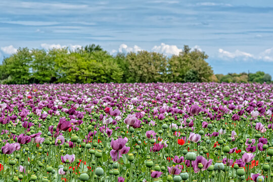 Field of bright red and violet poppy flowers in summer. Opium poppy field