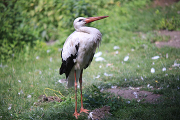 a man teases a stork with a twig